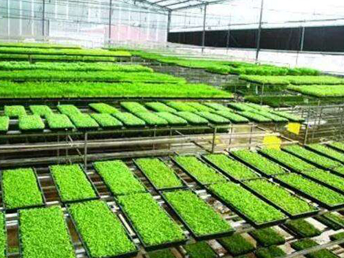 水稻育秧設(shè)備有幾種用法？